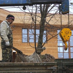 Посадка семейного дерева - клена белого Явор